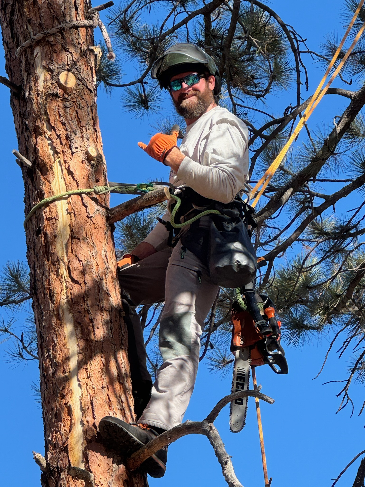 Arborist climbing
